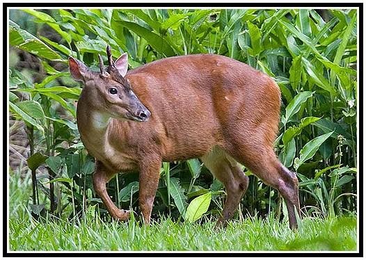 What Do Red Brocket Deer Eat