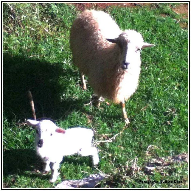 borregos lana de borrego en zongolica